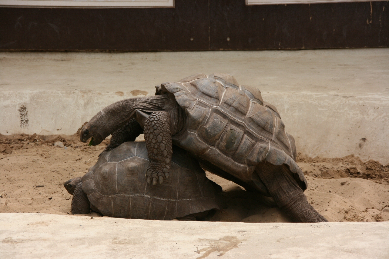 Tortoise Having Sex 118